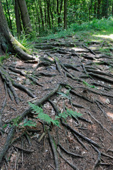 baumwurzeln auf dem keltenwall am donnersberg