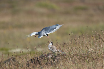 sterne arctique et son poussin