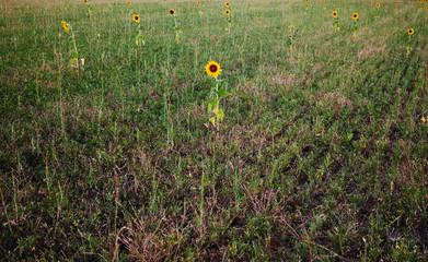 Einsamer Ort. Sonnenblumen im Abstand auf Feld