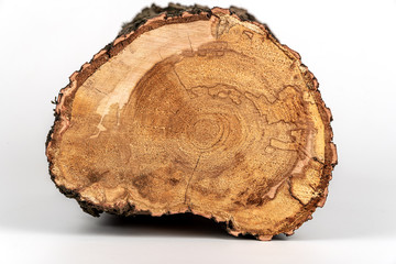 Wooden texture of the cross section of a wooden log on a white background