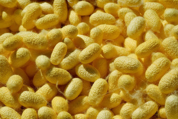 cocoons of silkworm in close up shot. silkworm is a source of silk thread and silk fabric.	