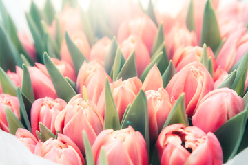 Fototapeta premium Beautiful bouquet of red tulips close up