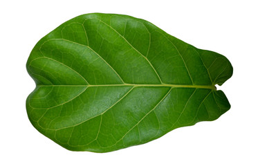 green leaf isolated on white background (ficus lyrata leaf)