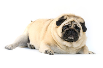 fat dog pug lying down on white background