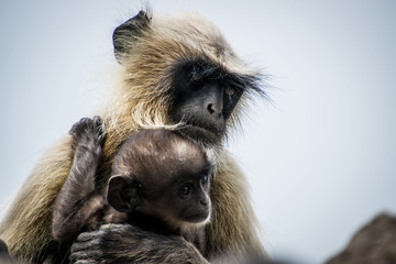 Langur with an infant