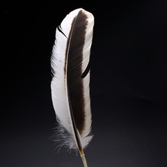 single white feather with black background	