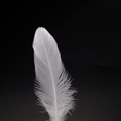 single white feather with black background	