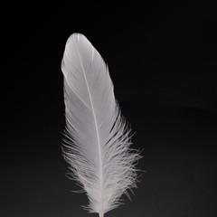 single white feather with black background	