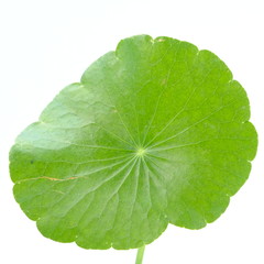 Fototapeta na wymiar Closeup leaf of Gotu kola, Asiatic pennywort, Indian pennywort on white background, herb and medical concept, selective focus 