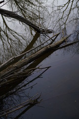 Water trees forest spring season with peace and silence