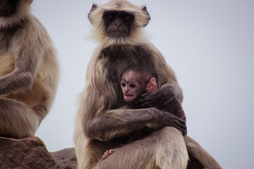 Langur with an infant