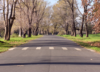 Carretera atraviesa un parque