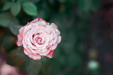 pink rose in the garden
