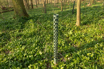 Tree rearing with plastic Protection in the forest Reforestation