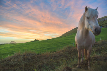 A white horse stands on the hill and sunset sky as a background, Sandavagur village, Faroe Islands