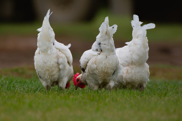 Hens foraging in a farmyard