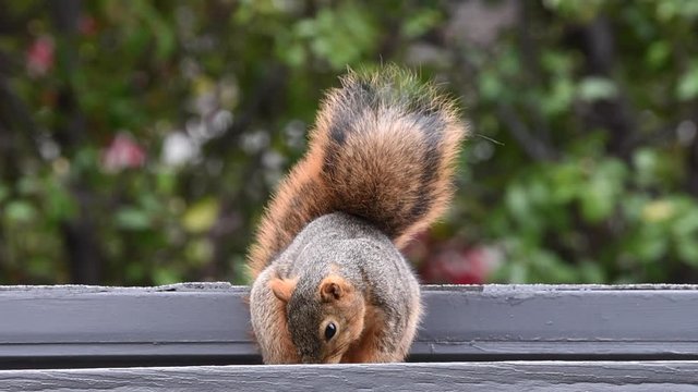 HD video brown squirrel on roof with green trees in background looking at viewer with paws on front of roof, then jumps out of the frame.