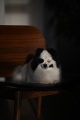 Pomeranian black and white coloring