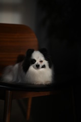 Pomeranian black and white coloring
