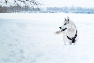 Beautiful blue-eyed husky dog runs in the snow