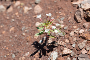 The small white flowers of the Mojave desert annual plant Booth's evening primrose (Eremothera boothii)