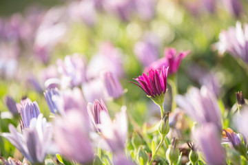 Spring - Anemone hortensis meadow in the sunlight