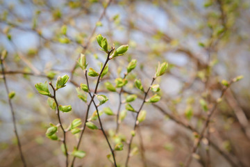 Leaves on the tree in spring