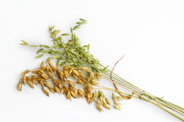 Oatmeal plant is ripe and milky maturity isolated on a white background has a shadow. Ears of cereals.