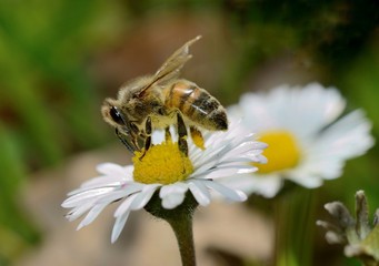 Close-up of bee pollinating on daisy flower