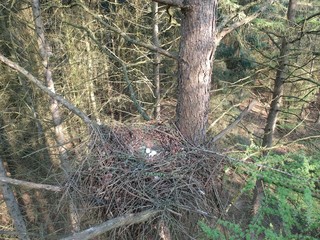 eggs in the nest of a common buzzard