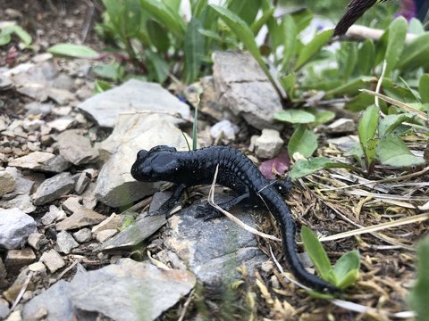 apine salamander sitting on a stony route