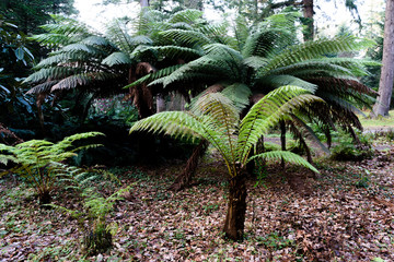 Tree ferms om a forest