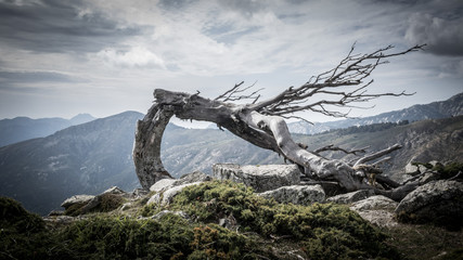 Fototapeta premium la force de la nature a ses raisons d'être