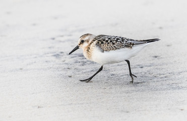A sandpiper searches for food on the beach