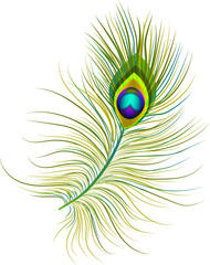 An isolated image of a single peacock feather. A concept that can be used for logos and icons. 
