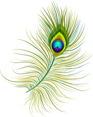 Obraz premium An isolated image of a single peacock feather. A concept that can be used for logos and icons. 