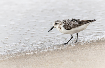 A sandpiper searches for food as a wave recedes at the beach