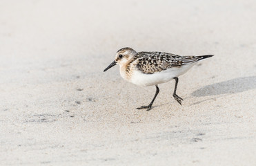 A sandpiper searches for food on the beach in the morning light