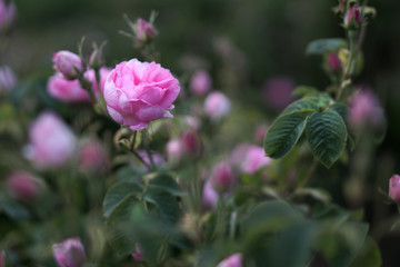 Beautiful Bulgarian Damask Roses in the Valley of Roses in Bulgaria