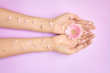Womans hands with a bright pink gerbera flowers on a purple backround. Product or skin care, natural petal cosmetics, anti-wrinkle hand care.