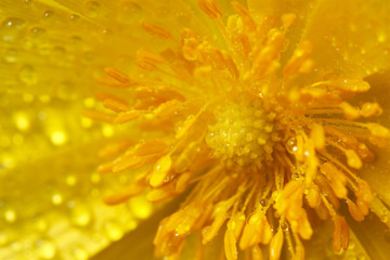 Beautiful yellow flower with water drops