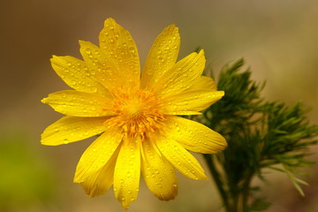 Beautiful drewy yellow flower in the nature