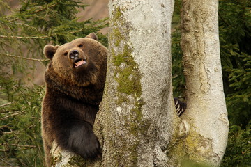 Grizzly bear behind the tree