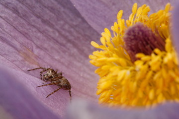 Beautiful yellow and violet flower in the garden