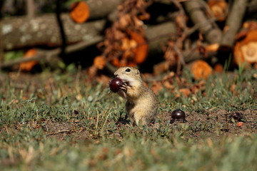 Cute ground squirrel in the forest