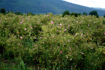 field Bulgarian Damask Roses in the Valley of Roses in Bulgaria