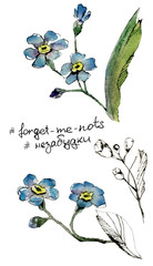 Wildflower forget-me-not flower in watercolor style isolated on white background. For clothes, printing and interior design. Tender wedding concept and floral sketch. Useful as wrapping paper pattern