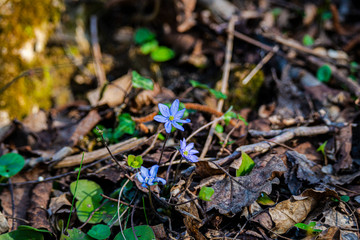 Spring flowers inside of the forest