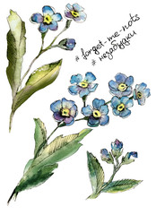 Wild flower forget me not in watercolor style isolated on white. For clothes, printing, interior design and patterns. Tender wedding concept and floral sketch. Useful as wrapping, scrapbooking paper