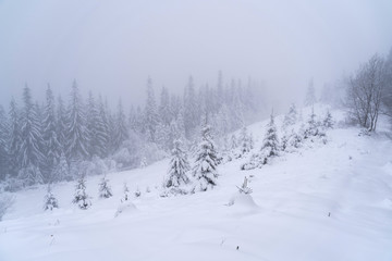 Winter snow-covered trees